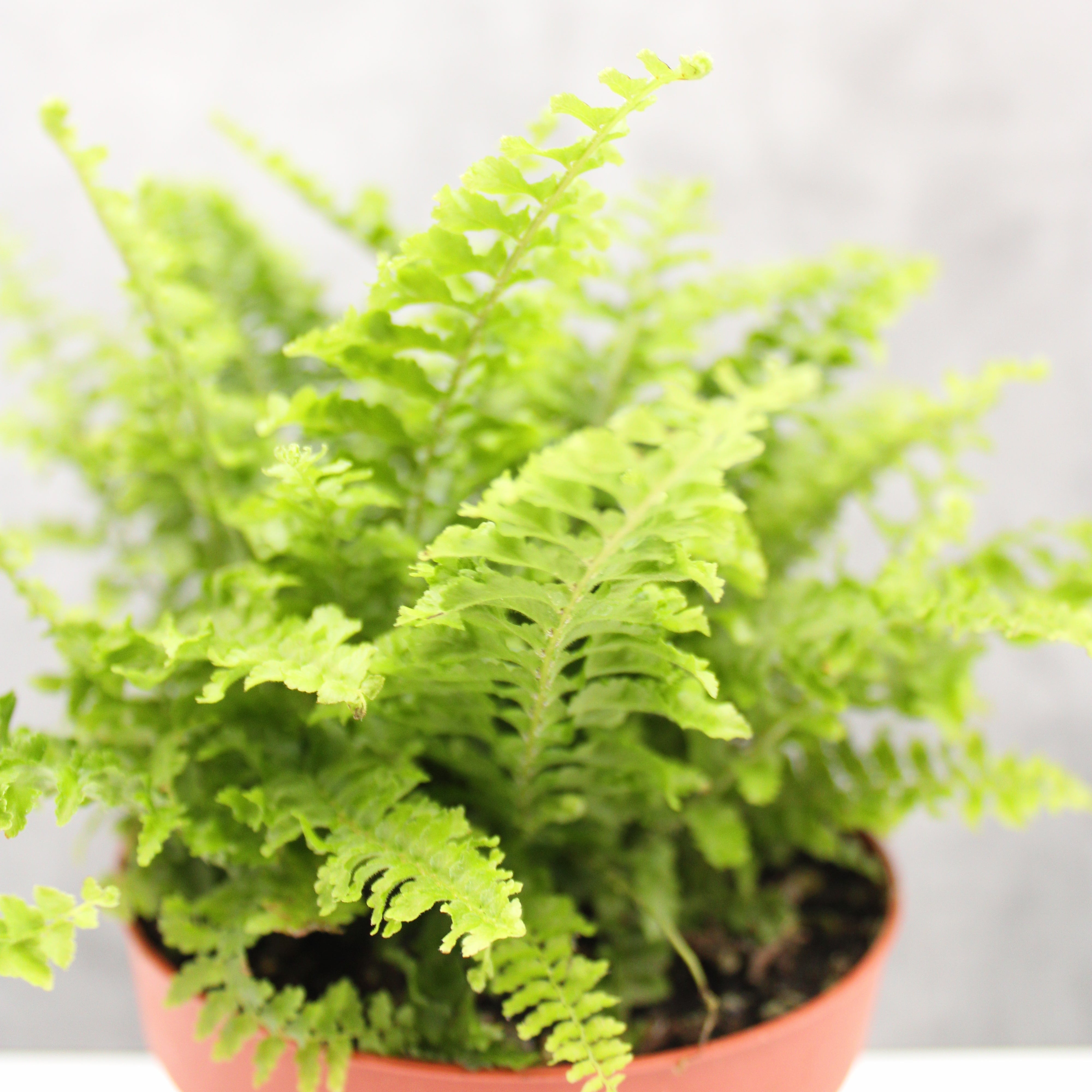 Nephrolepis exaltata 'Corditas'