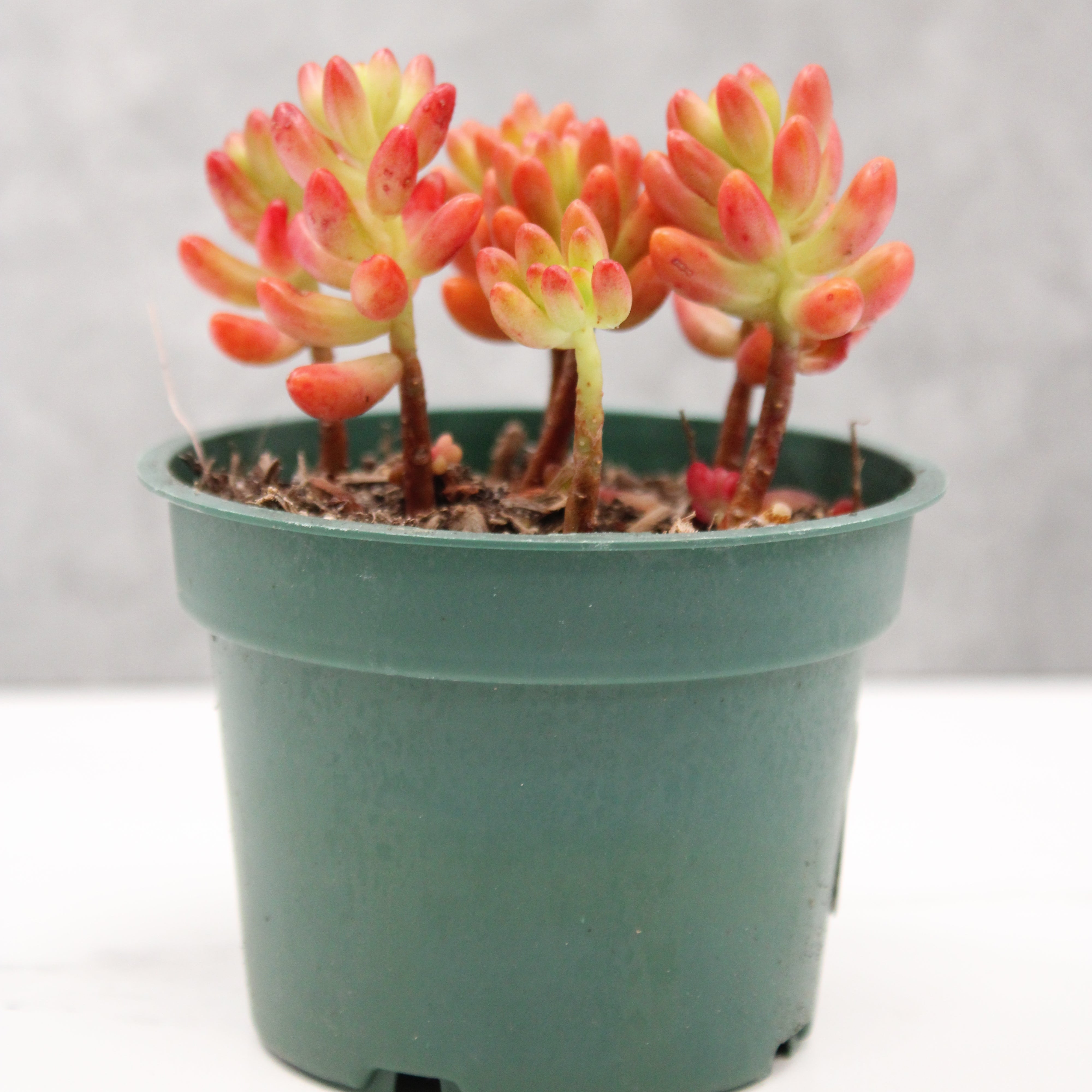 Sedum rubrotinctum