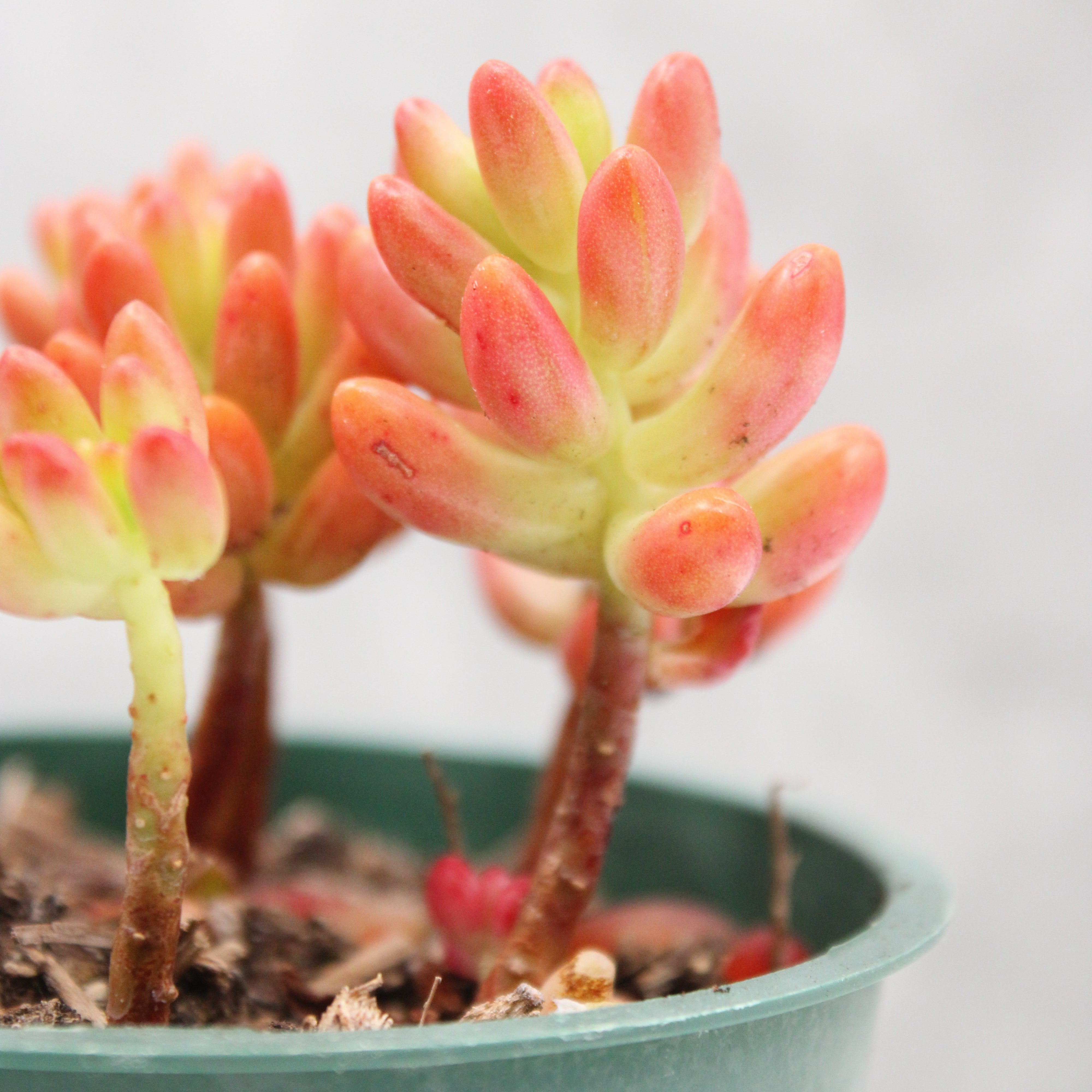 Sedum rubrotinctum