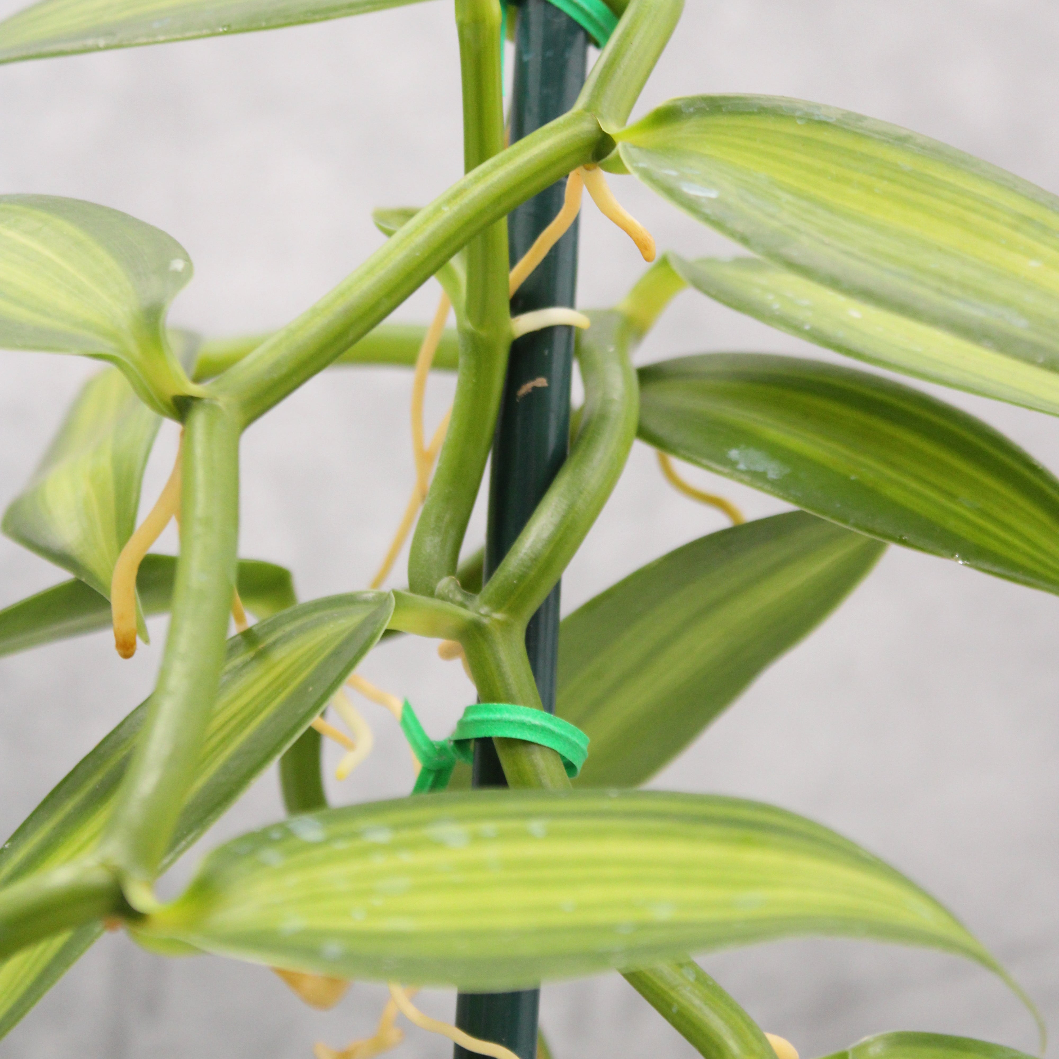 Vanilla Orchid