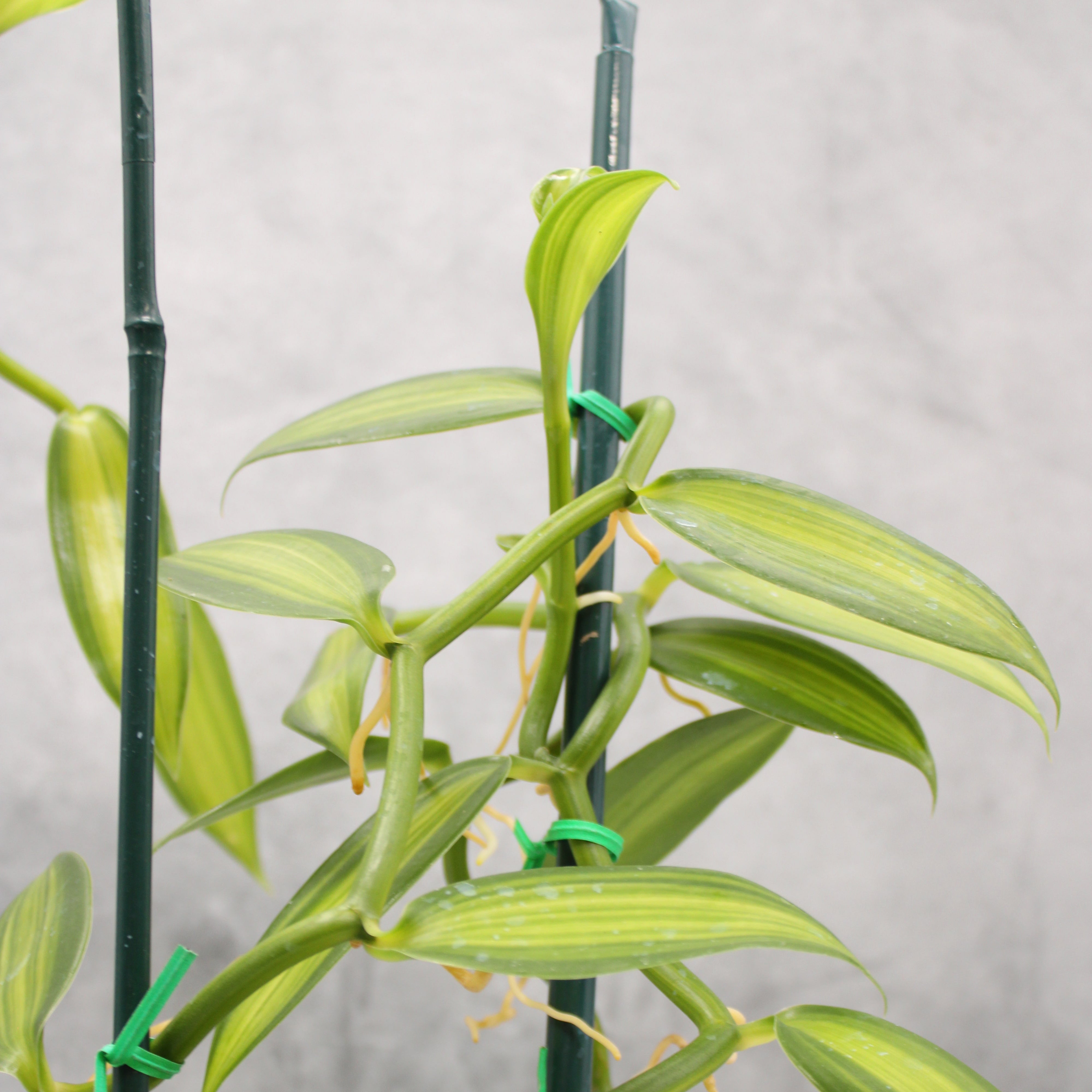 Vanilla Orchid