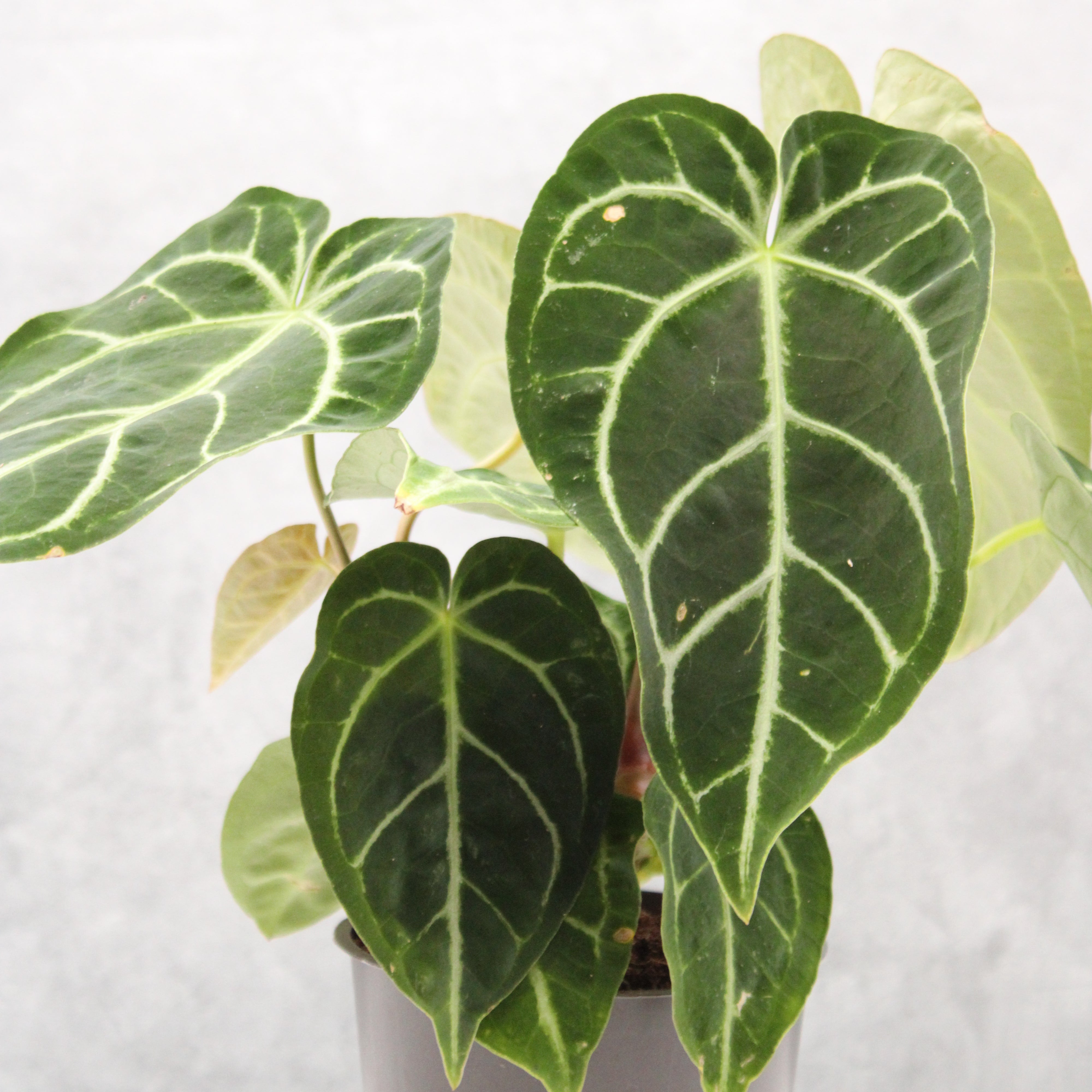 anthurium regale kaufen Anthurium regale