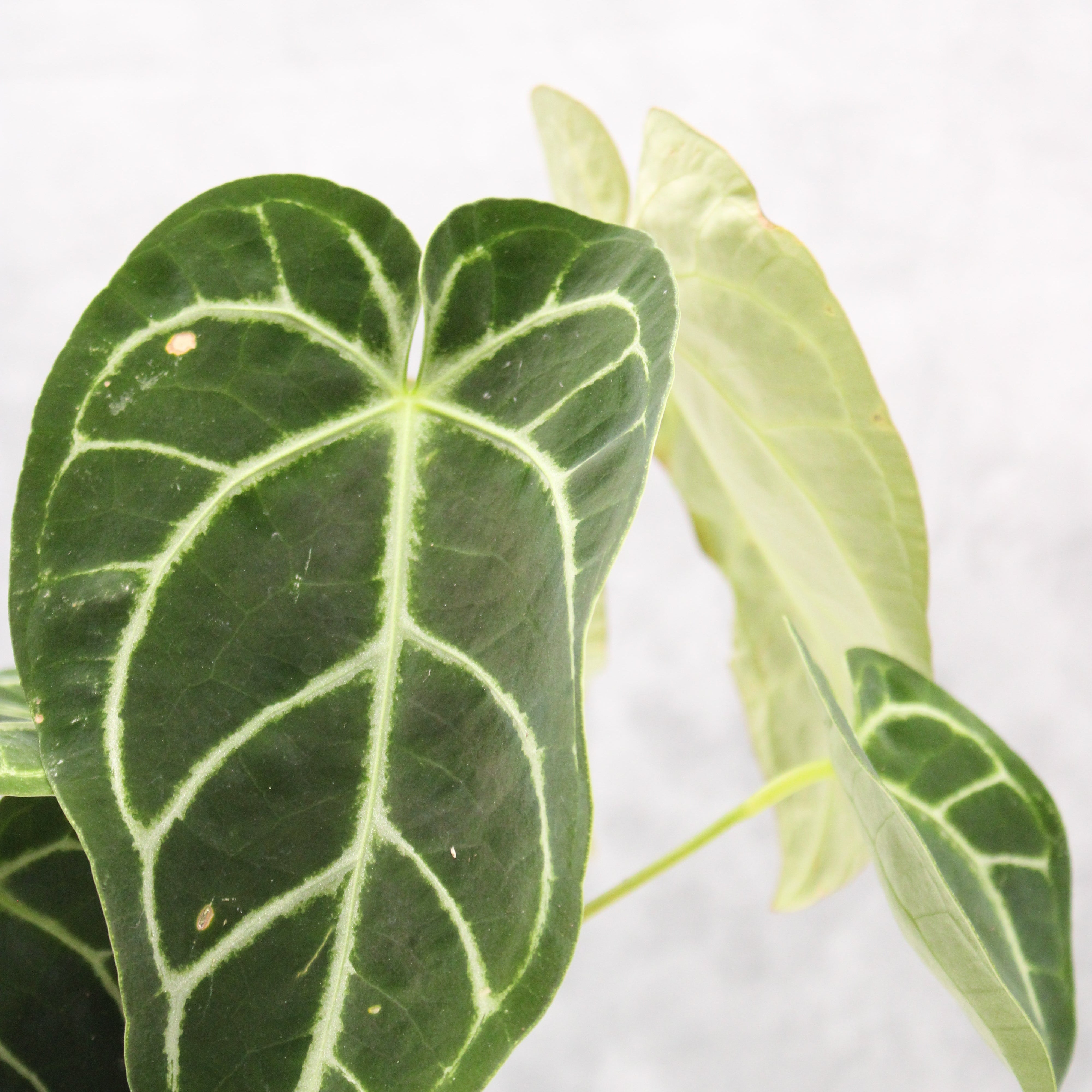 Anthurium regale