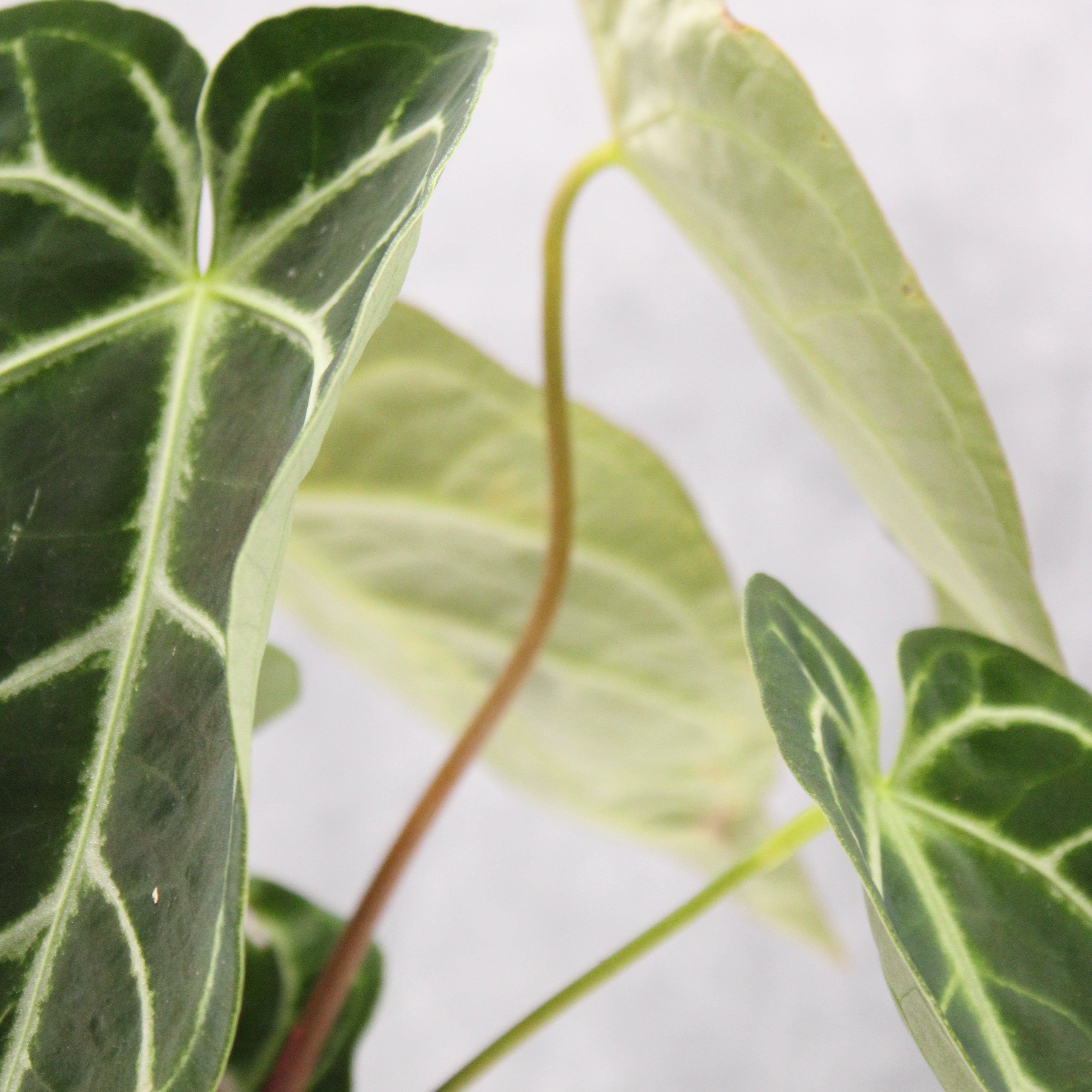 Anthurium regale
