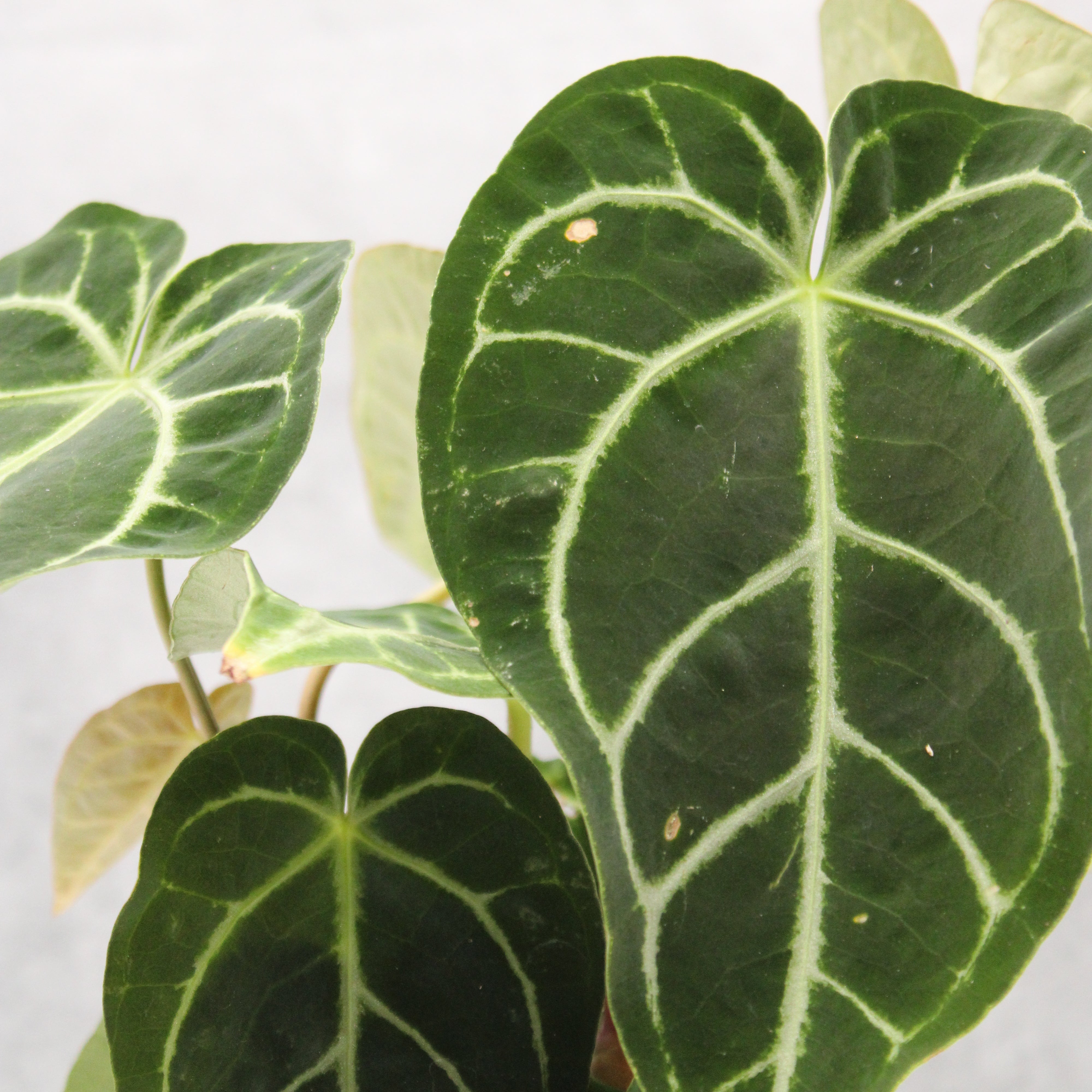 Anthurium regale