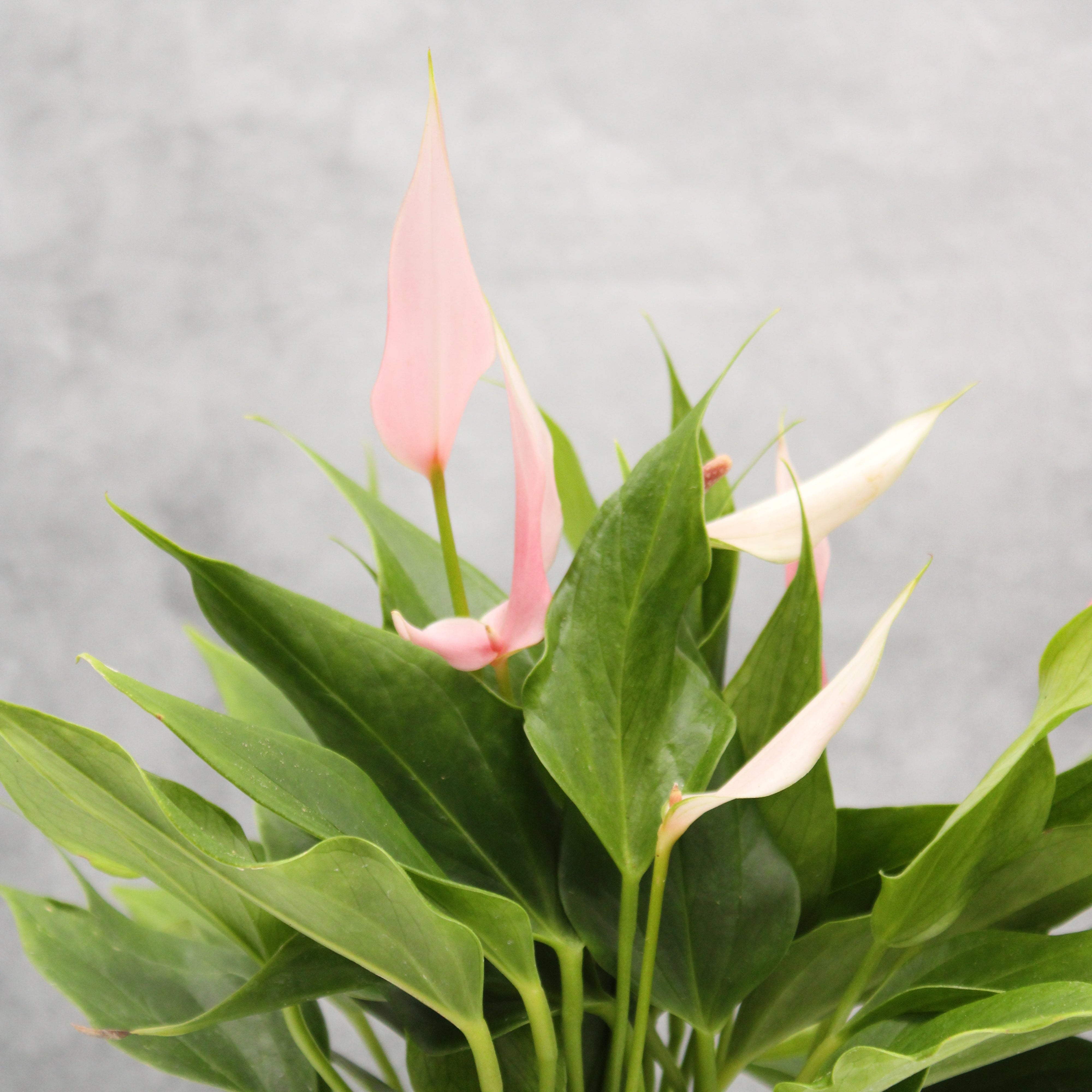 Dracaena trifasciata 'Laurentii' | Buchanans Plants