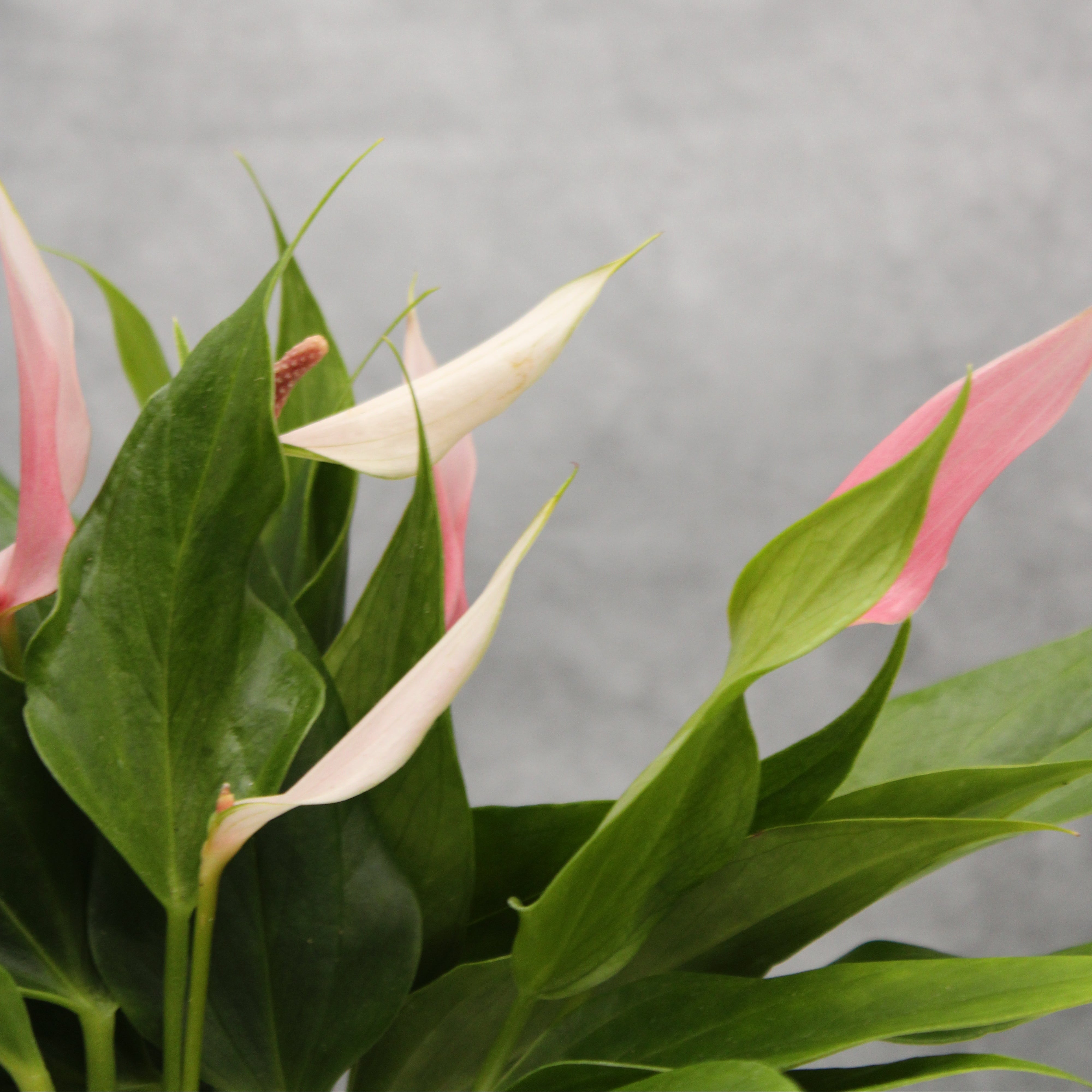 Anthurium andraeanum hybrid