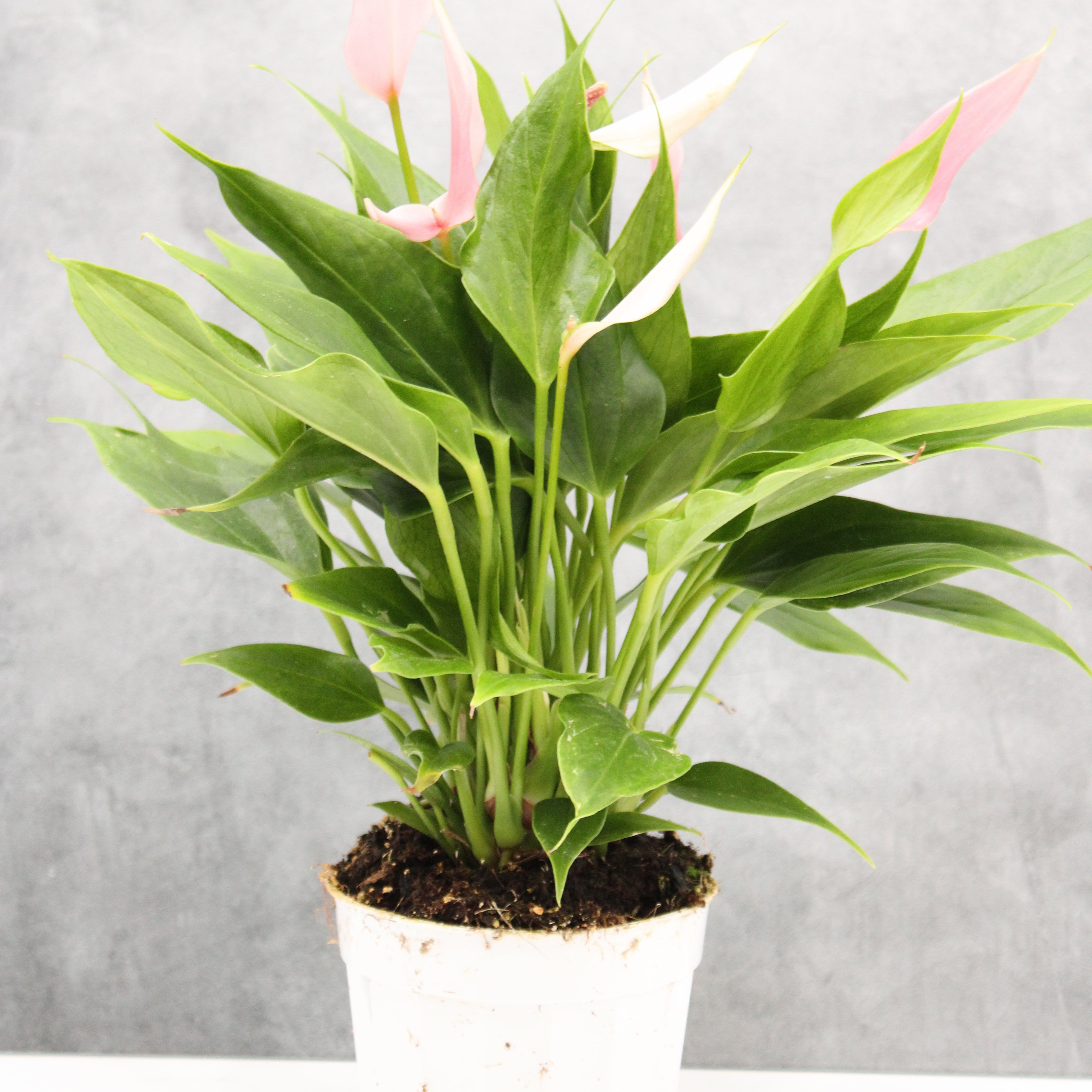 Anthurium andraeanum hybrid