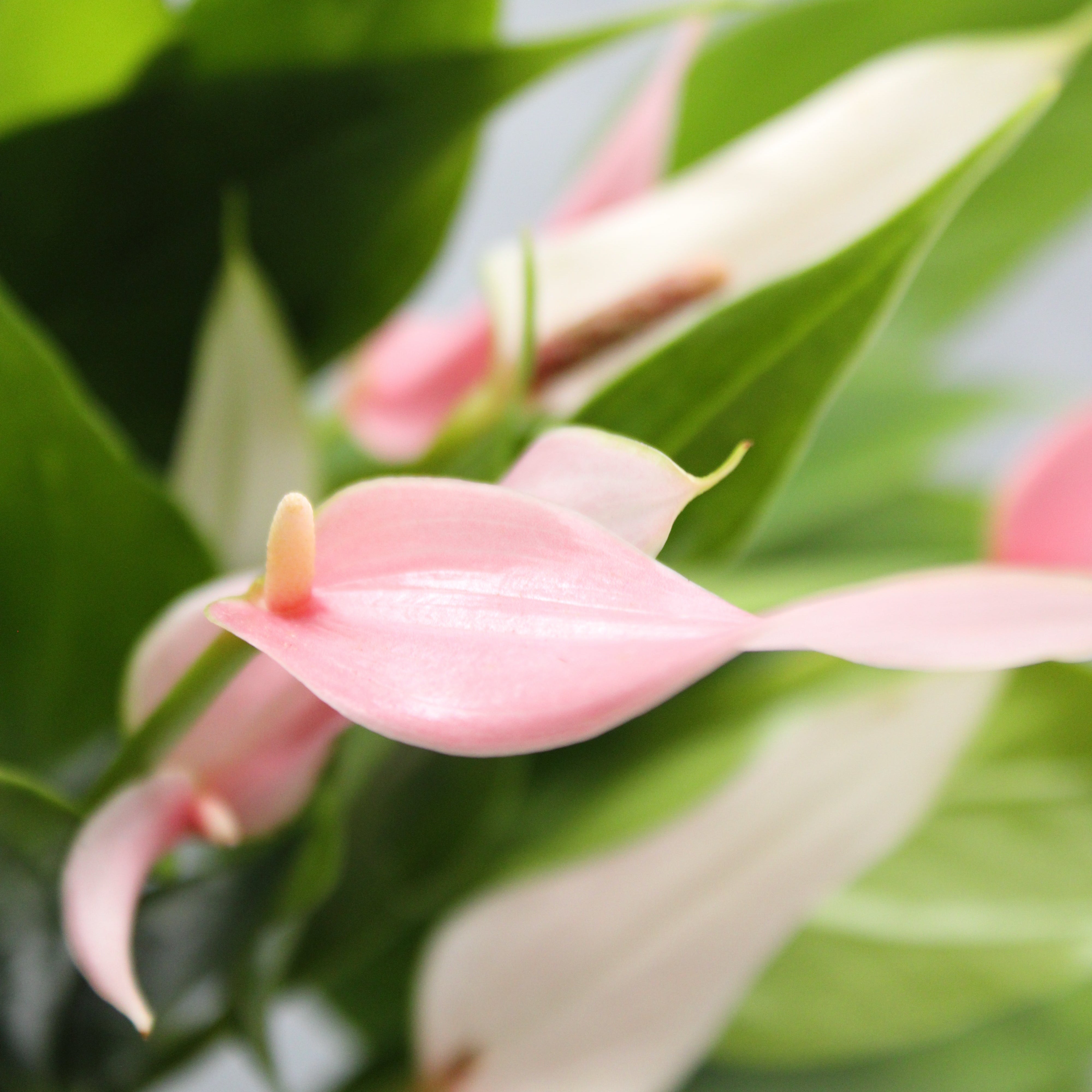 Anthurium andraeanum hybrid