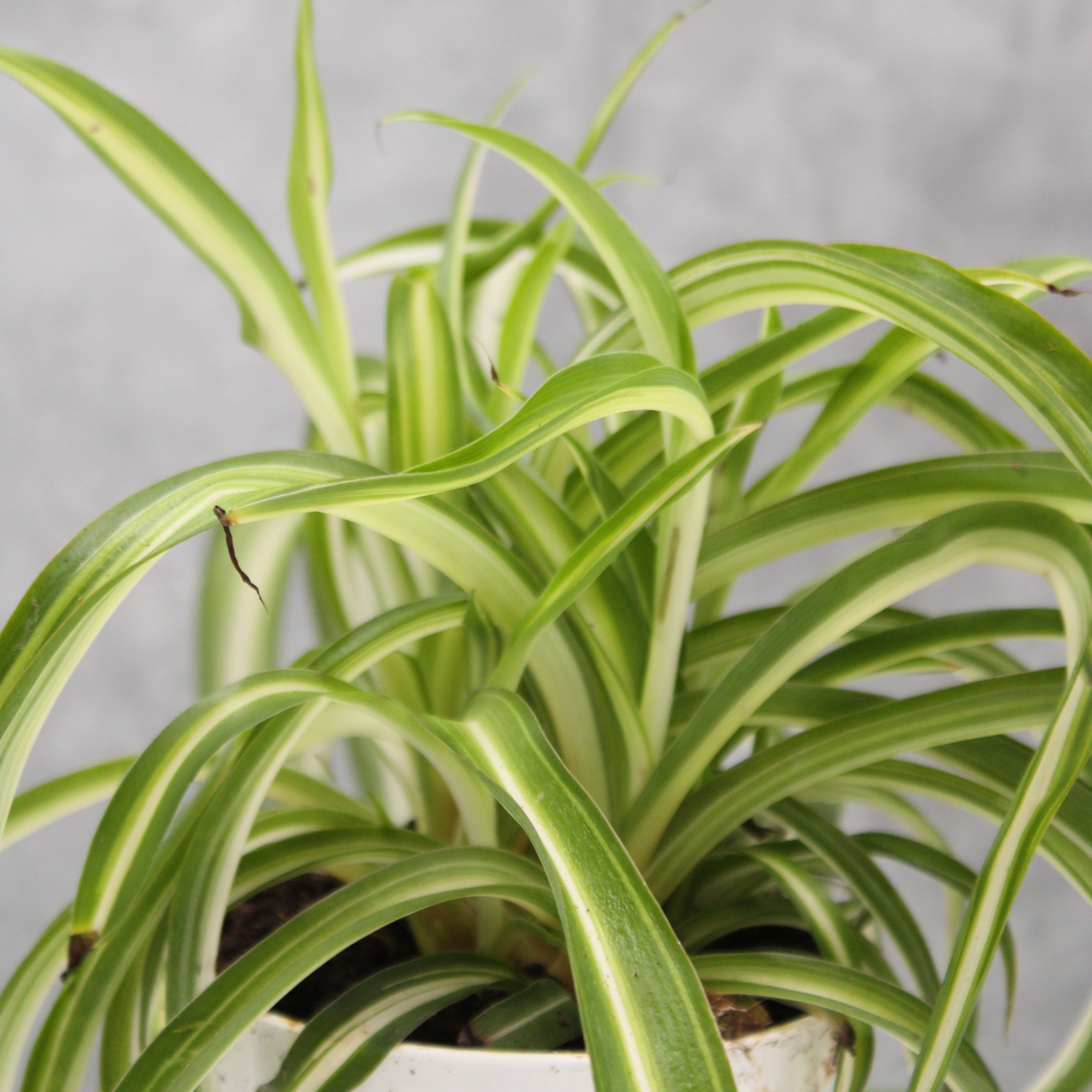 Chlorophytum comosum