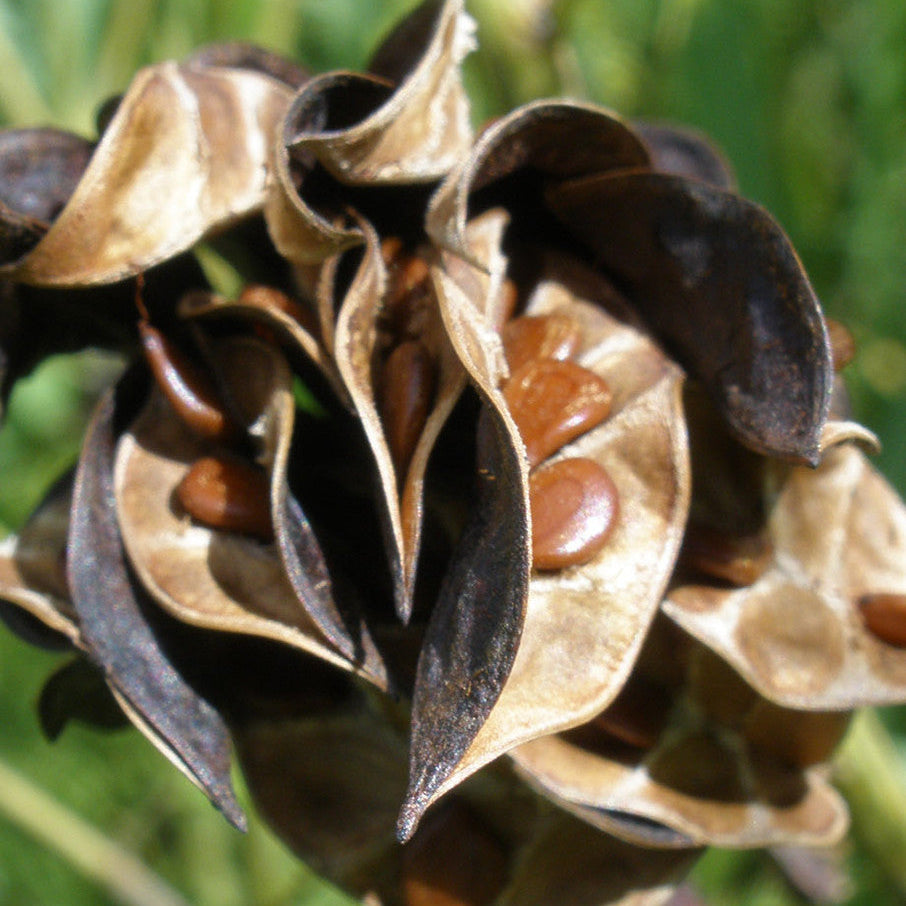 Native American Seed: Illinois Bundleflower Seed Packet