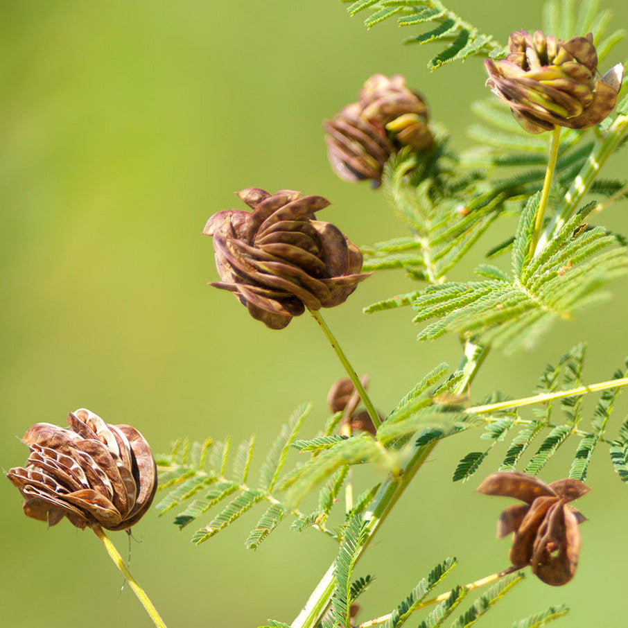 Native American Seed: Illinois Bundleflower Seed Packet