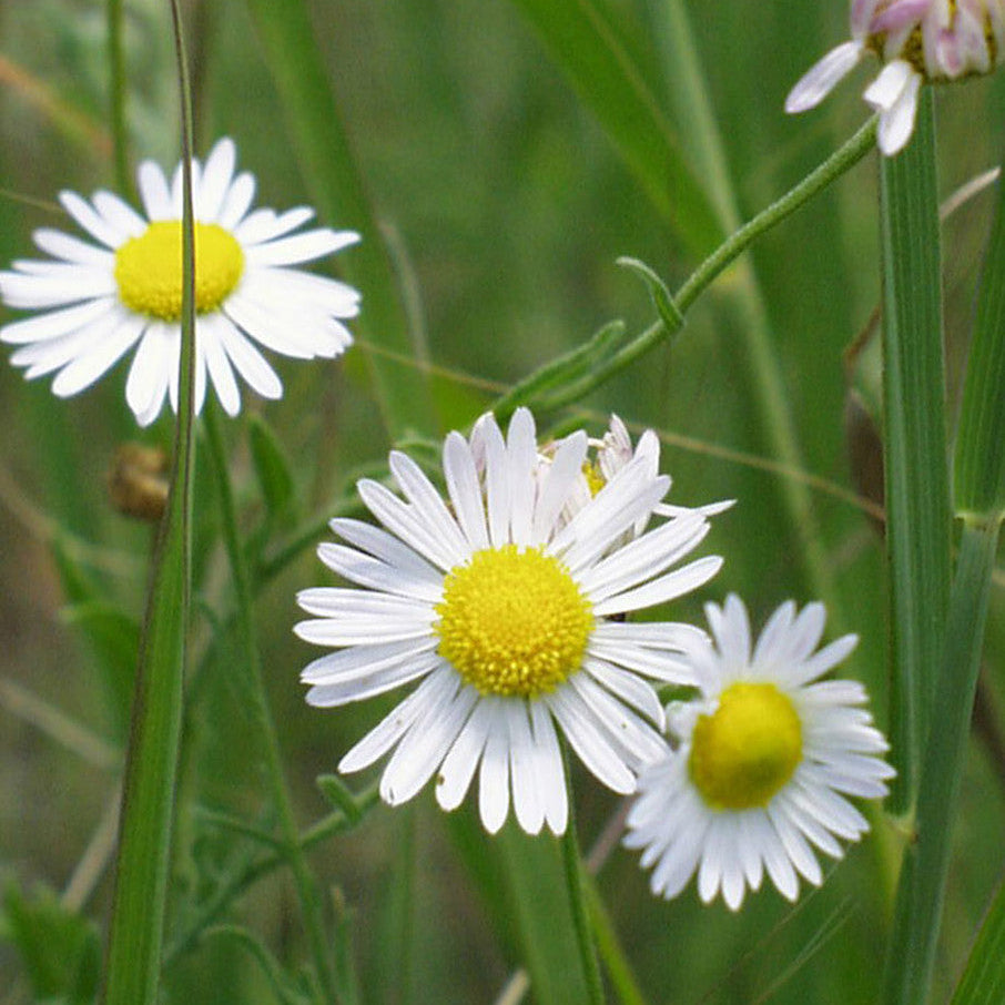 Native American Seed: Lazy Daisy Seed Packet