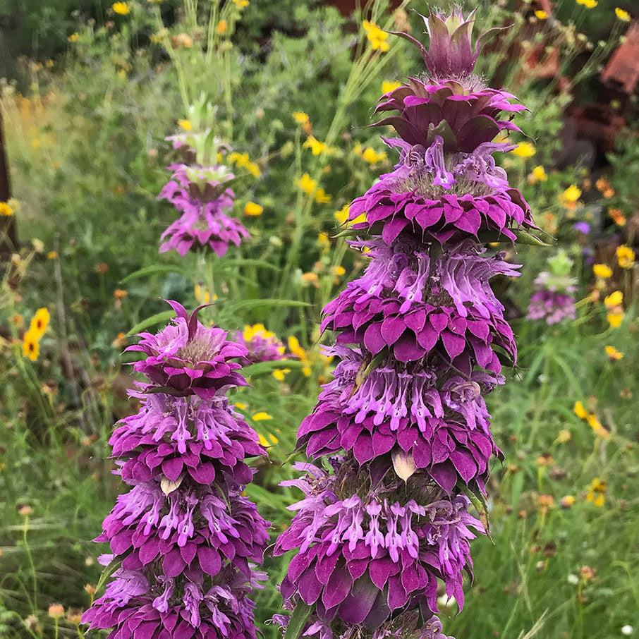native american garden seeds Native American Seed: Lemon Mint Seed Packet