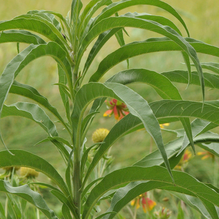 Native American Seed: Maximilian Sunflower Seed Packet