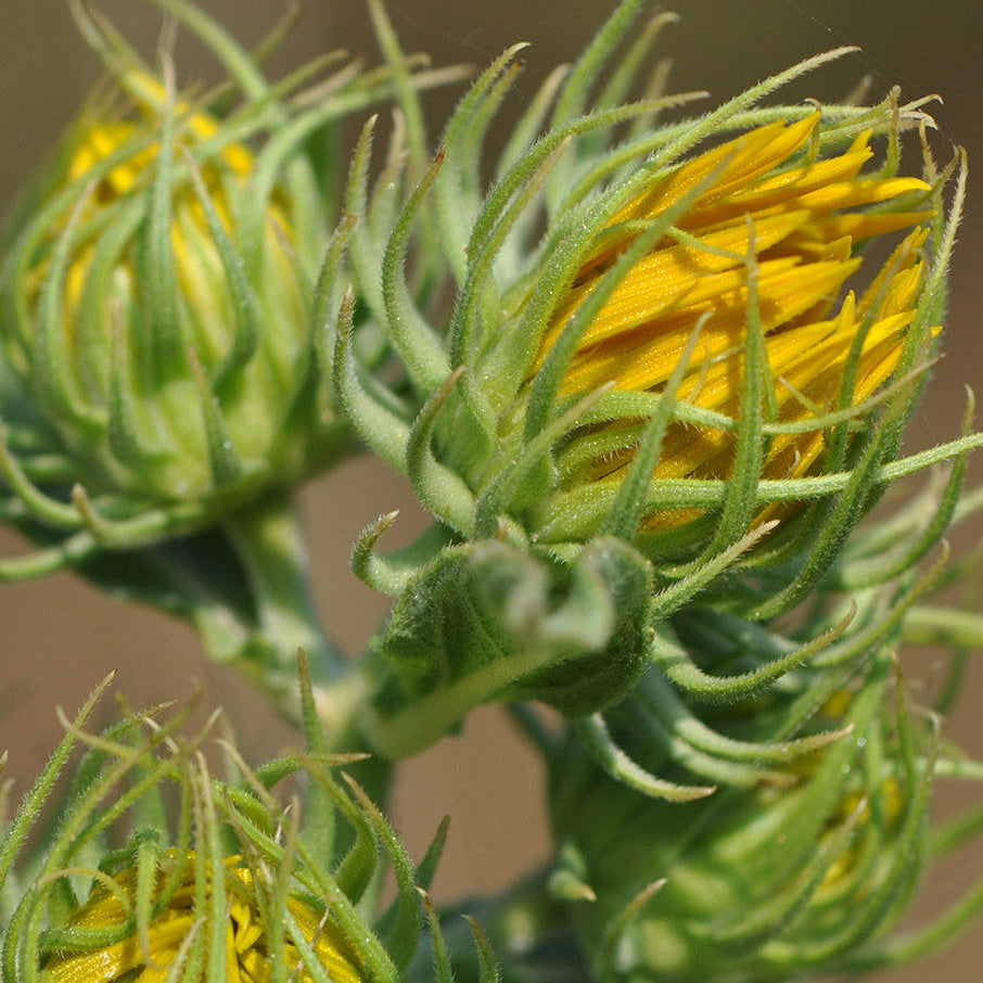 Native American Seed: Maximilian Sunflower Seed Packet