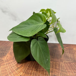 Philodendron cordatum