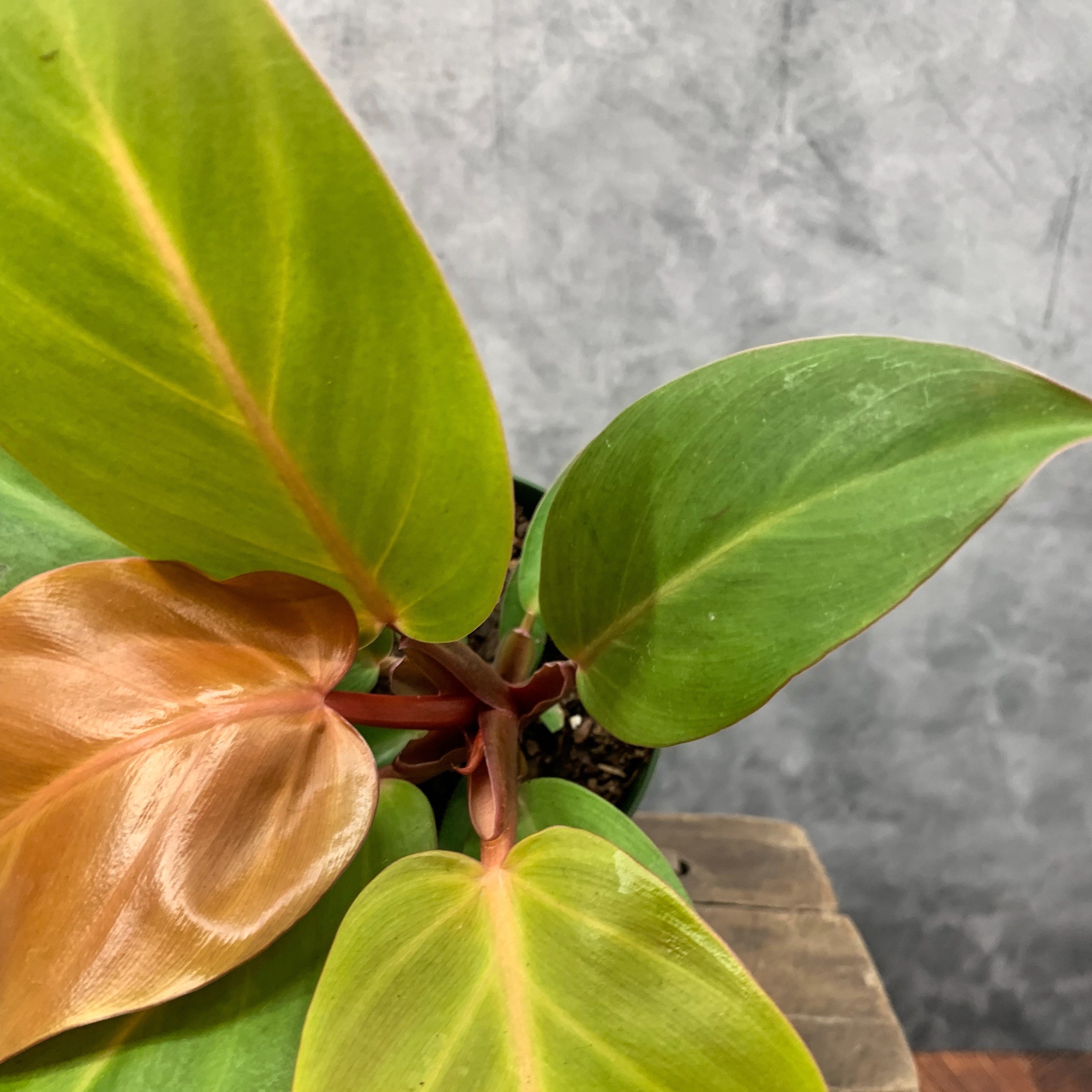Philodendron McColley's Finale