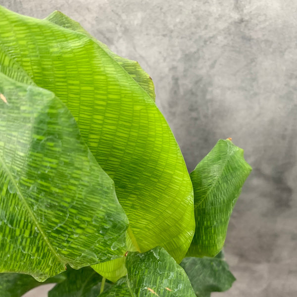 Calathea (Geoppertia) musaica