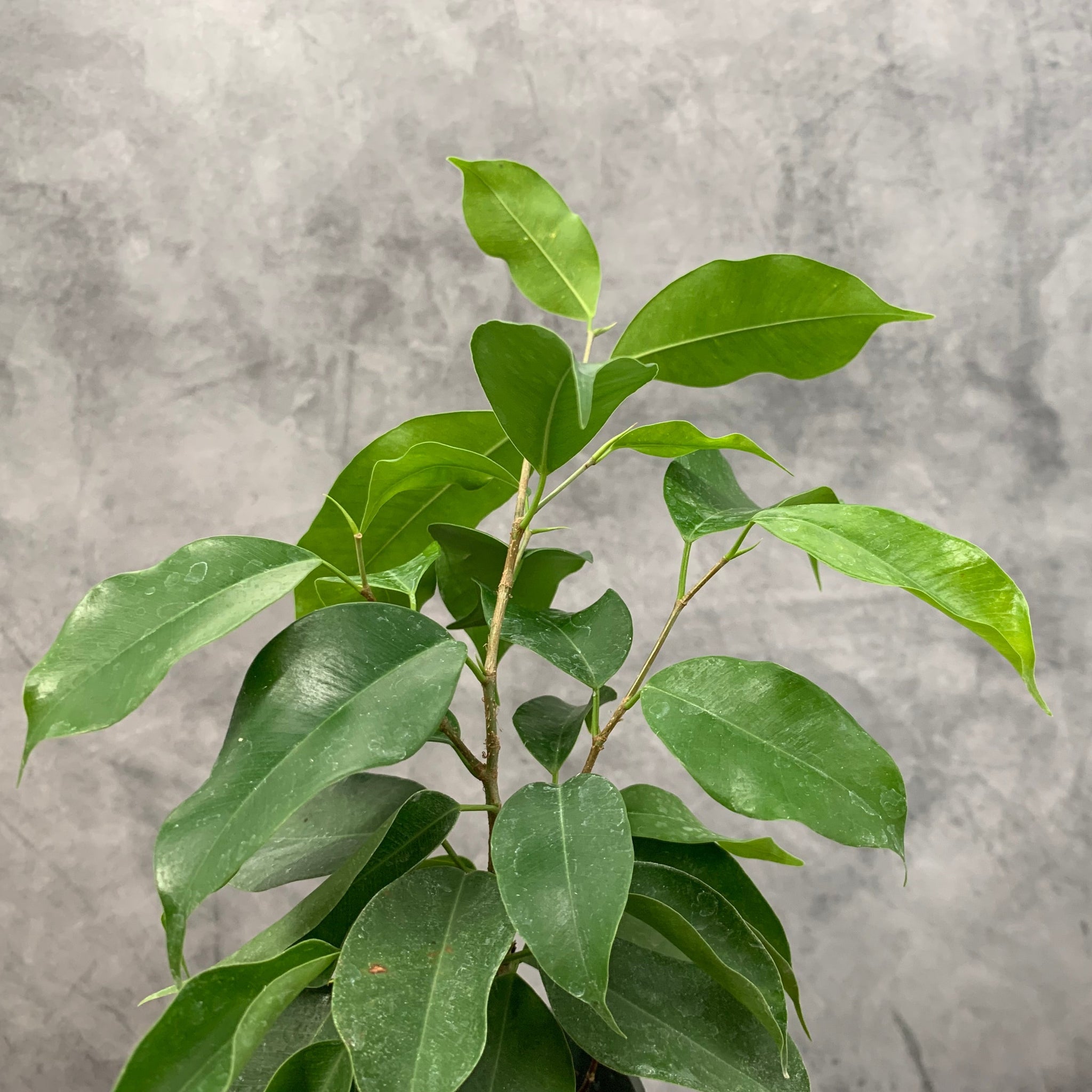 Spire Ficus