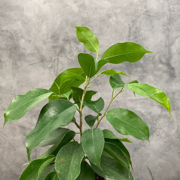 Spire Ficus