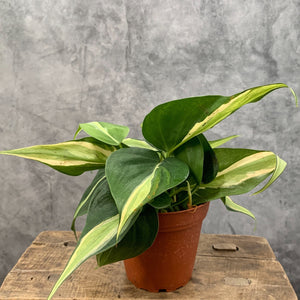 Philodendron hederaceum 'Silver Stripe'