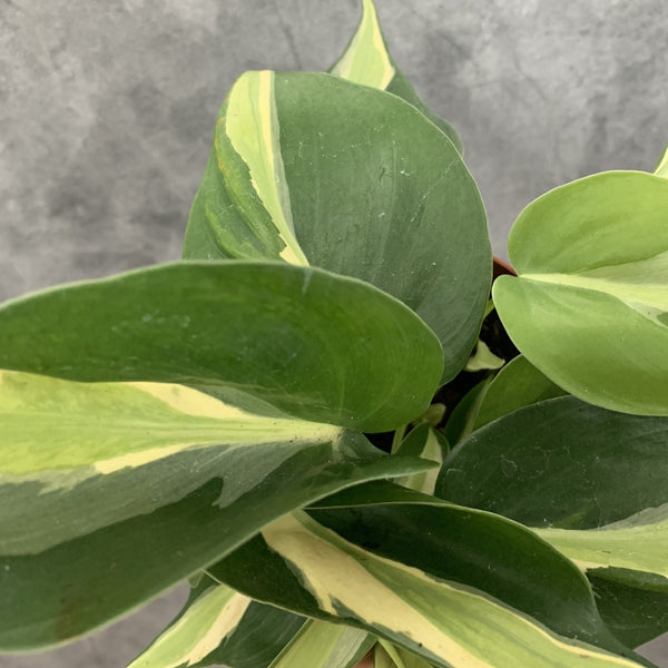Philodendron hederaceum 'Silver Stripe'