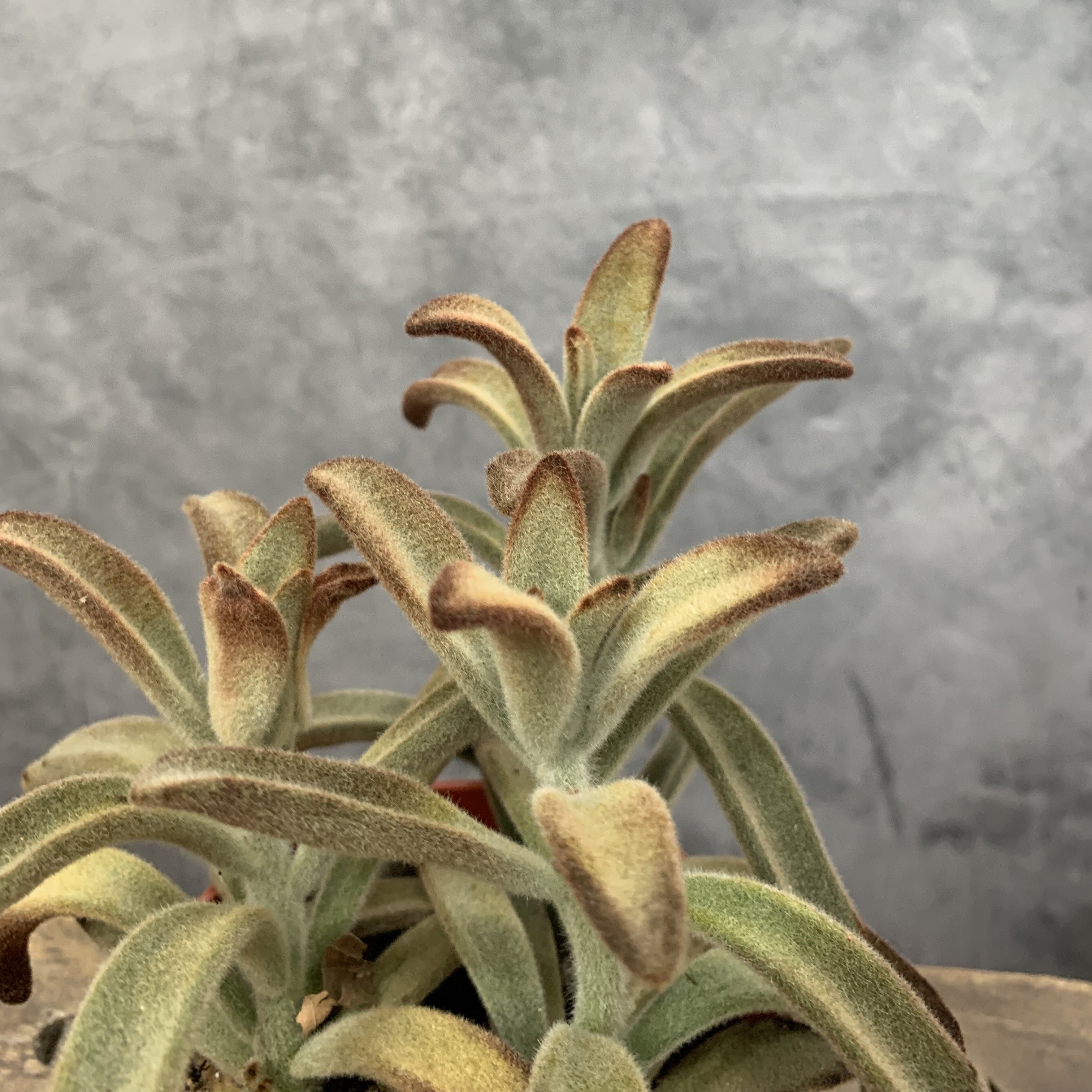 Kalanchoe tomentosa