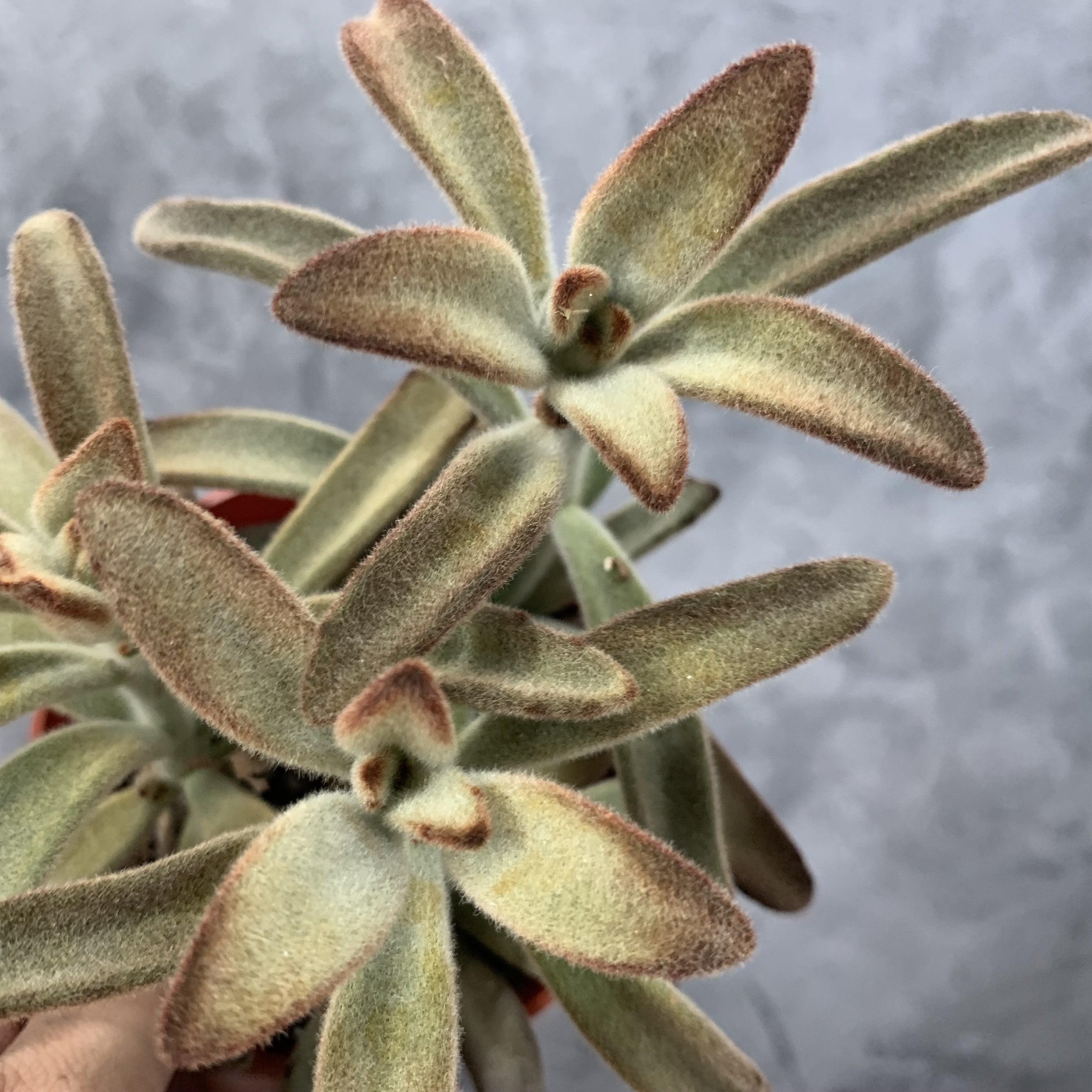 Kalanchoe tomentosa