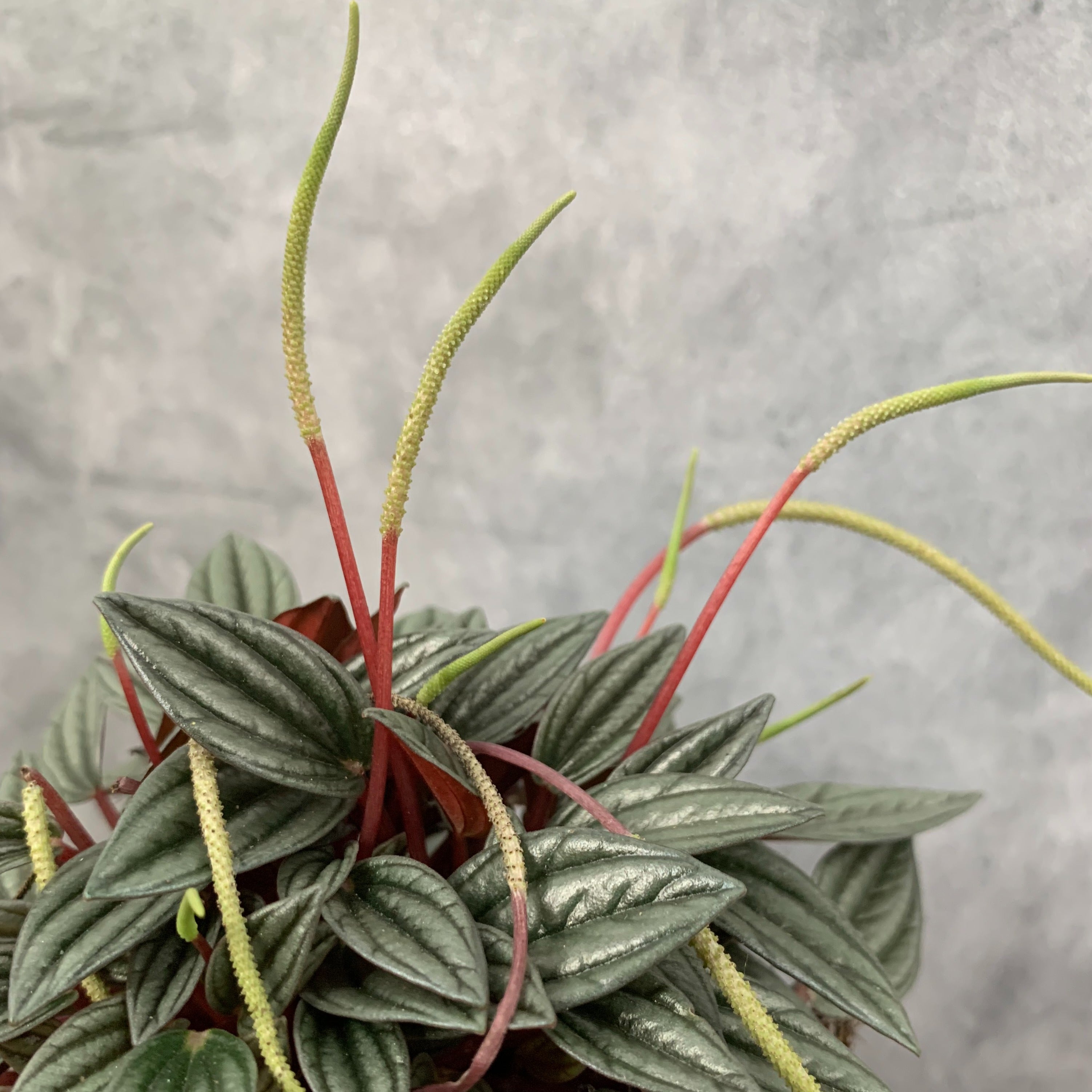 Peperomia San Marino