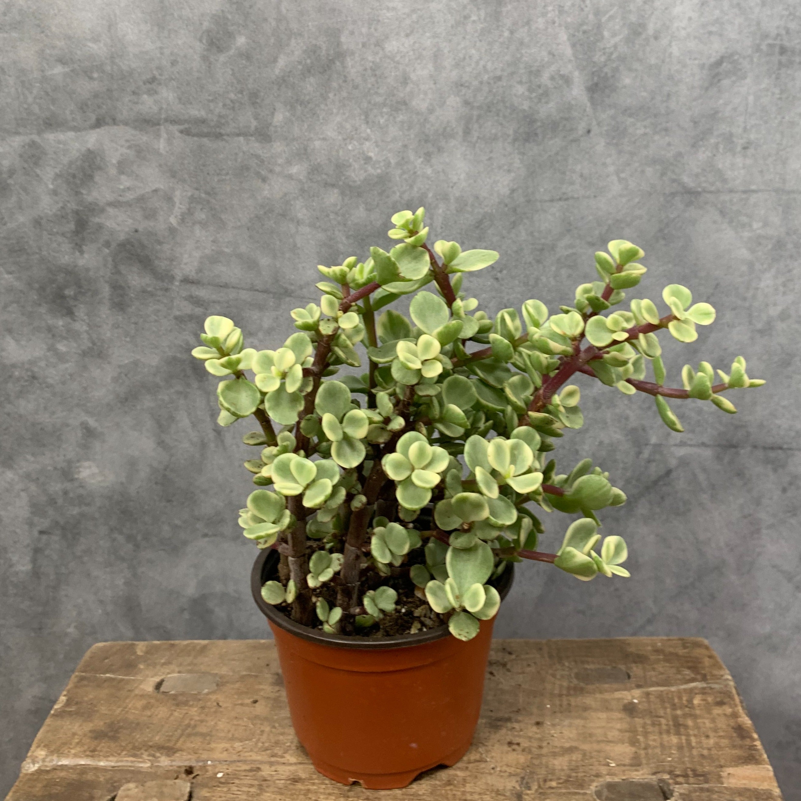 buy portulacaria afra uk Portulacaria afra