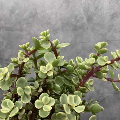 portulacaria afra nz Portulacaria afra