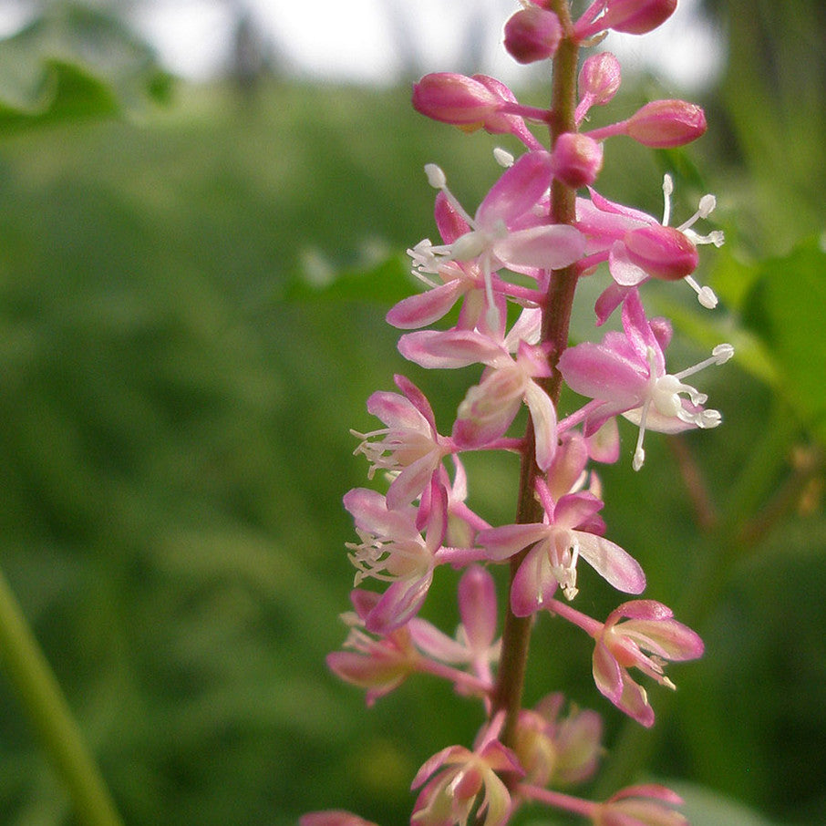 Native American Seed: Pigeonberry Seed Packet