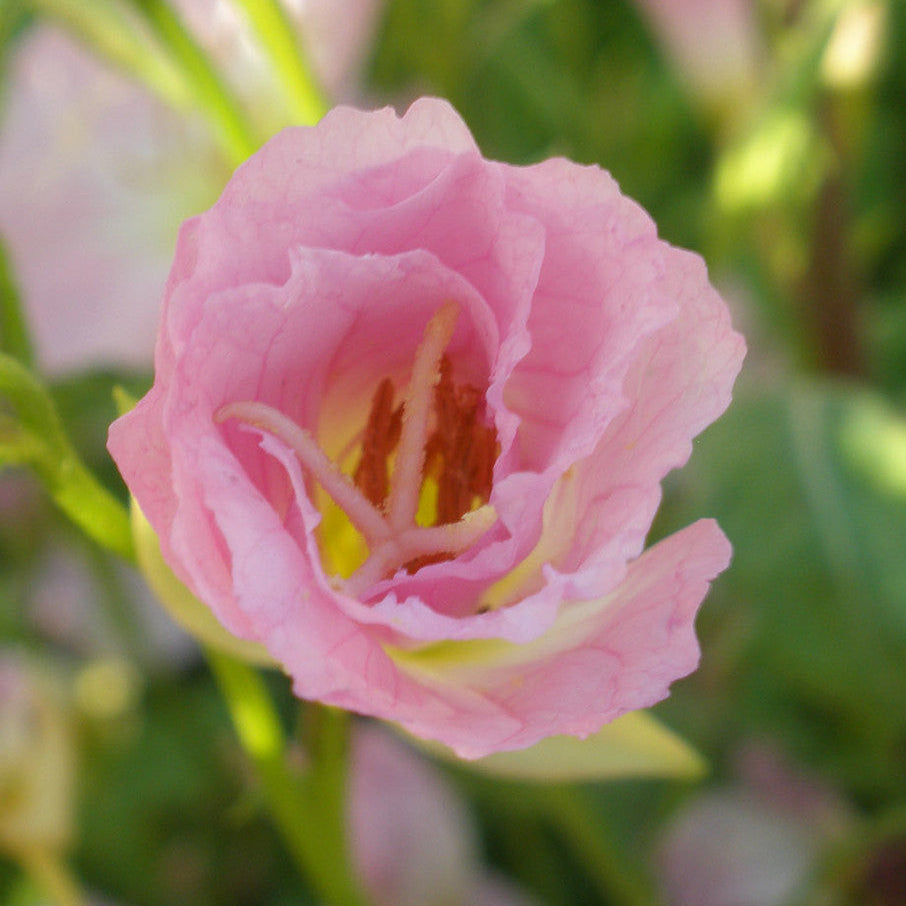 Native American Seed: Pink Evening Primrose Seed Packet