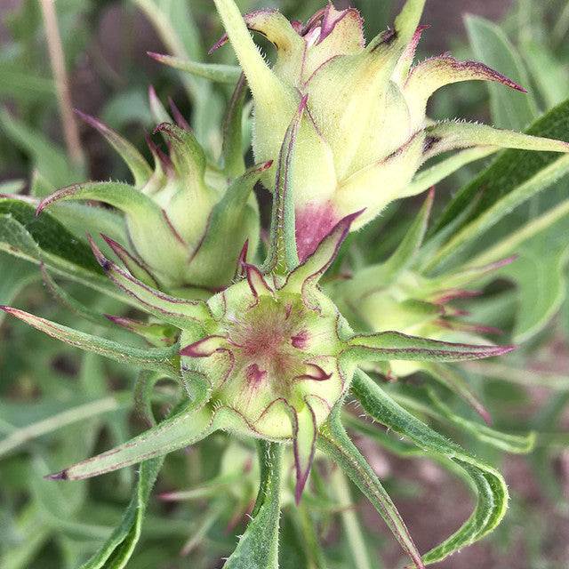 Native American Seed: White Rosinweed Seed Packet