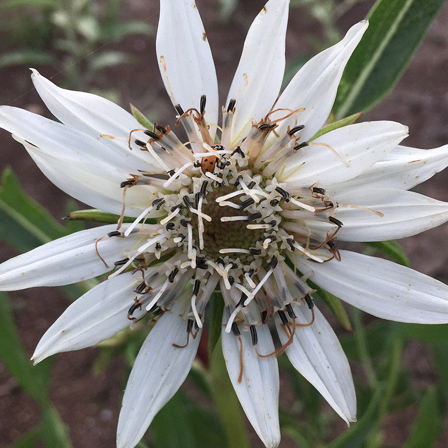 Native American Seed: White Rosinweed Seed Packet