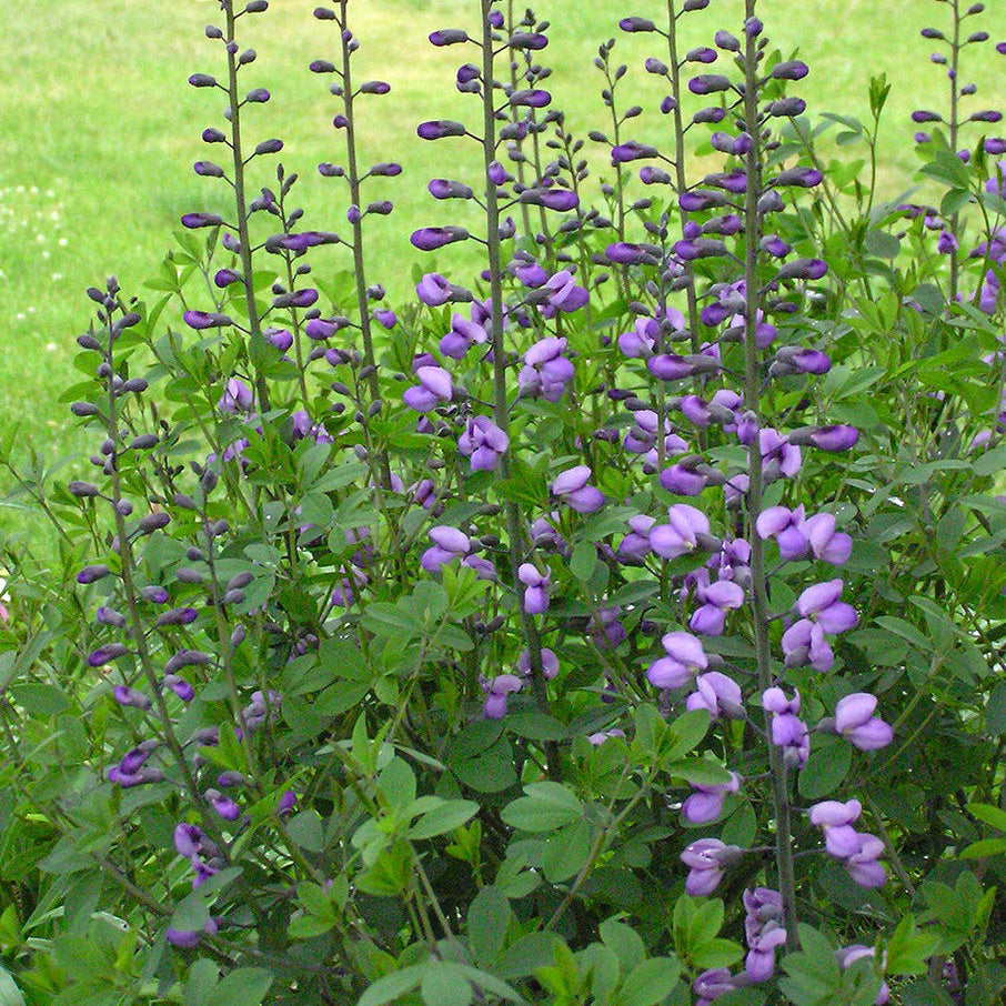 Native American Seed: Blue Wild Indigo Seed Packet