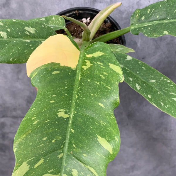 Philodendron 'Ring of Fire' Variegata