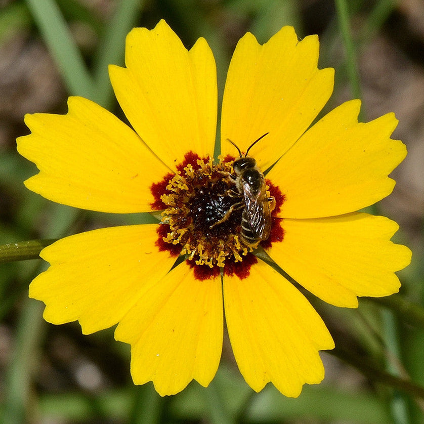 Native American Seed: Golden-Wave Seed Packet
