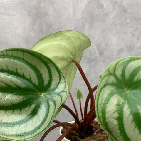 Peperomia argyreia