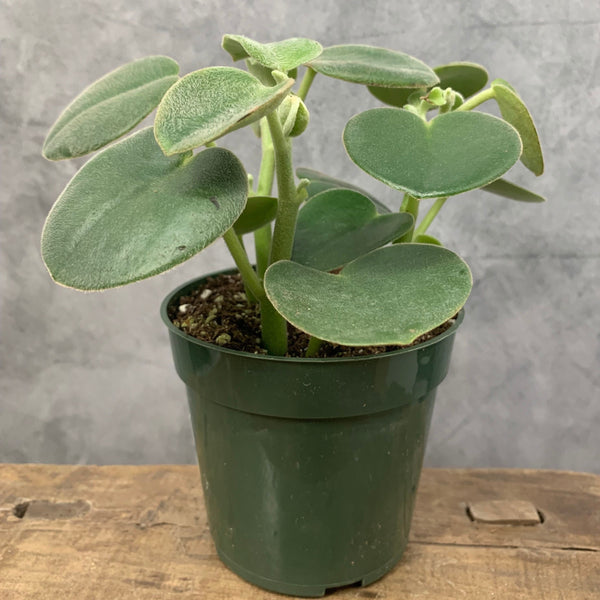 Peperomia incana
