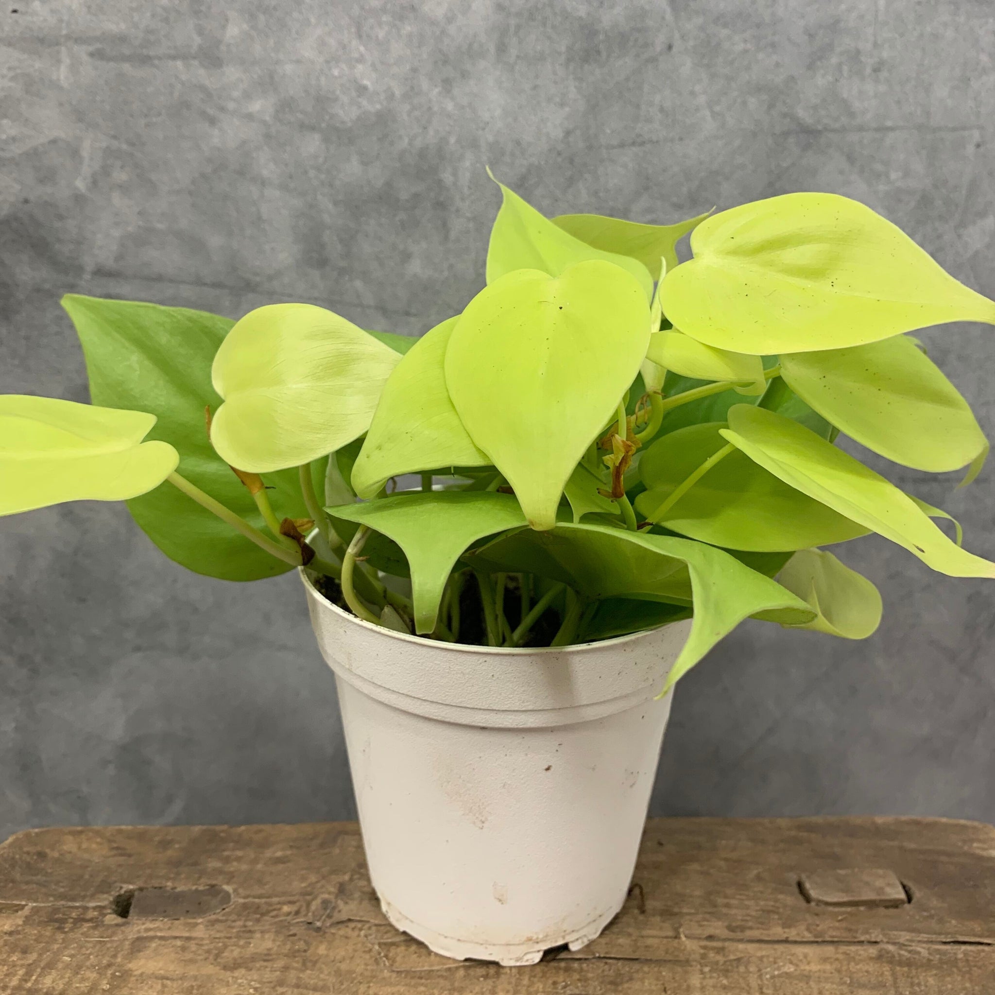 Philodendron Cordatum ‘Neon’