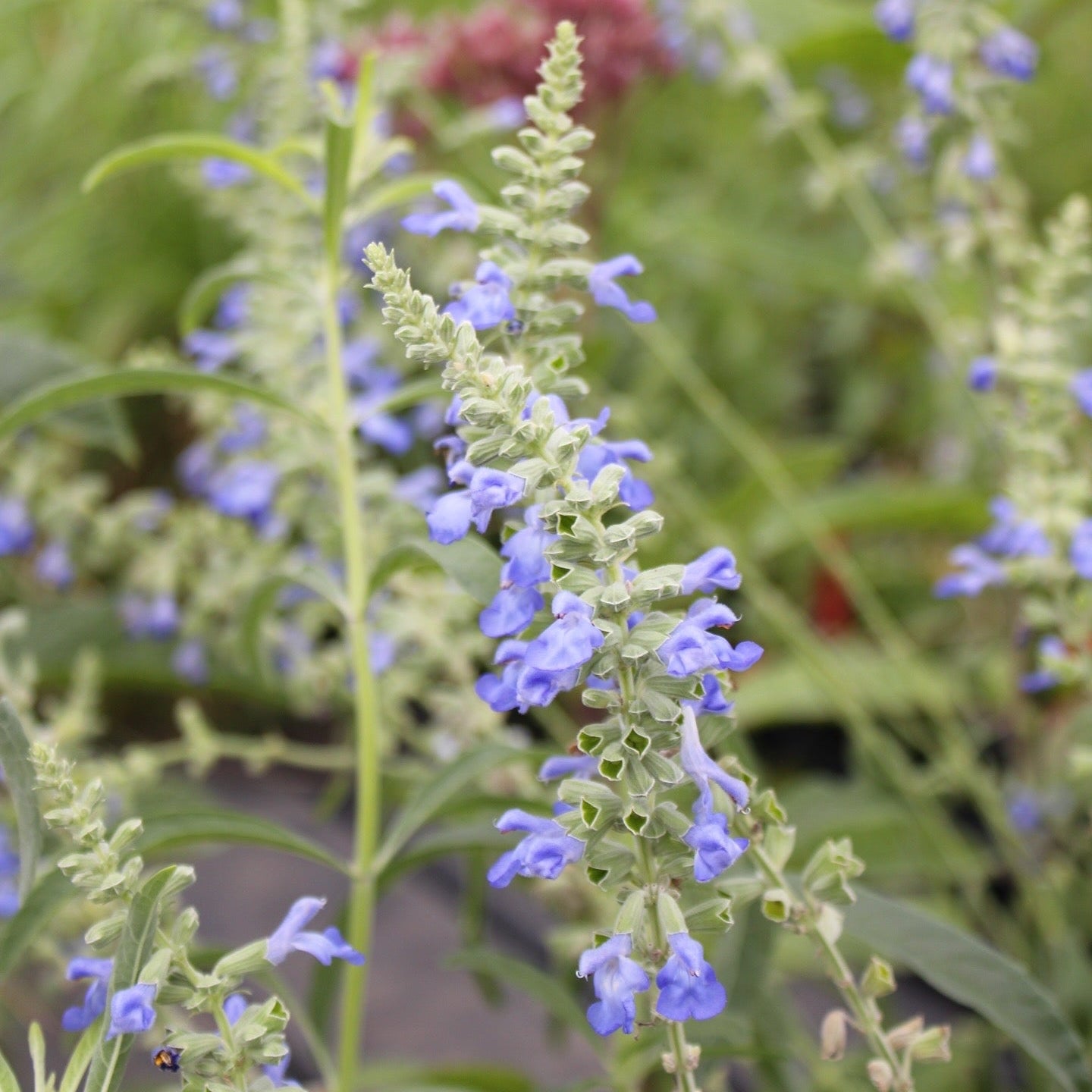 Native American Seed: Pitcher Sage Seed Packet