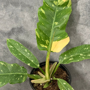 Philodendron 'Ring of Fire' Variegata