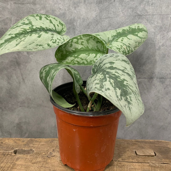 Scindapsus pictus 'Exotica'